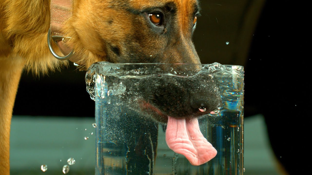 The very strange way this dog drinks water.