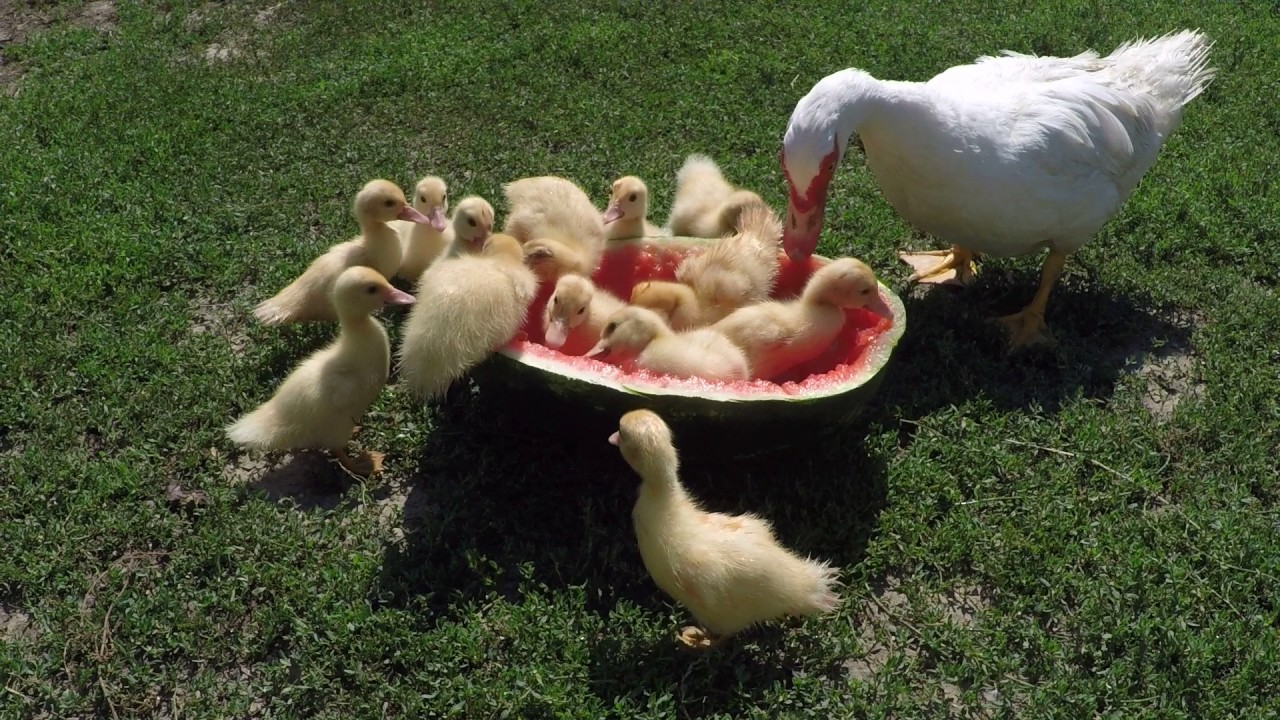 Ducks eating watermelon