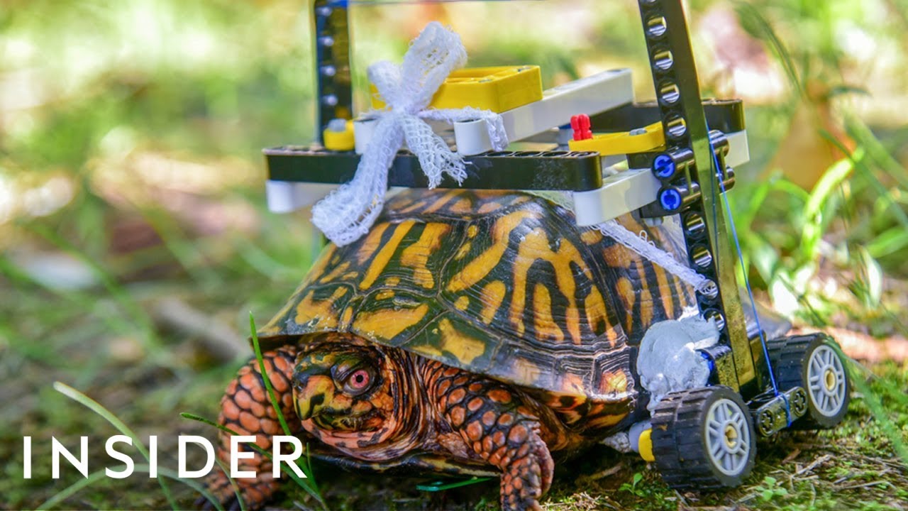 Injured turtle gets LEGO wheelchair