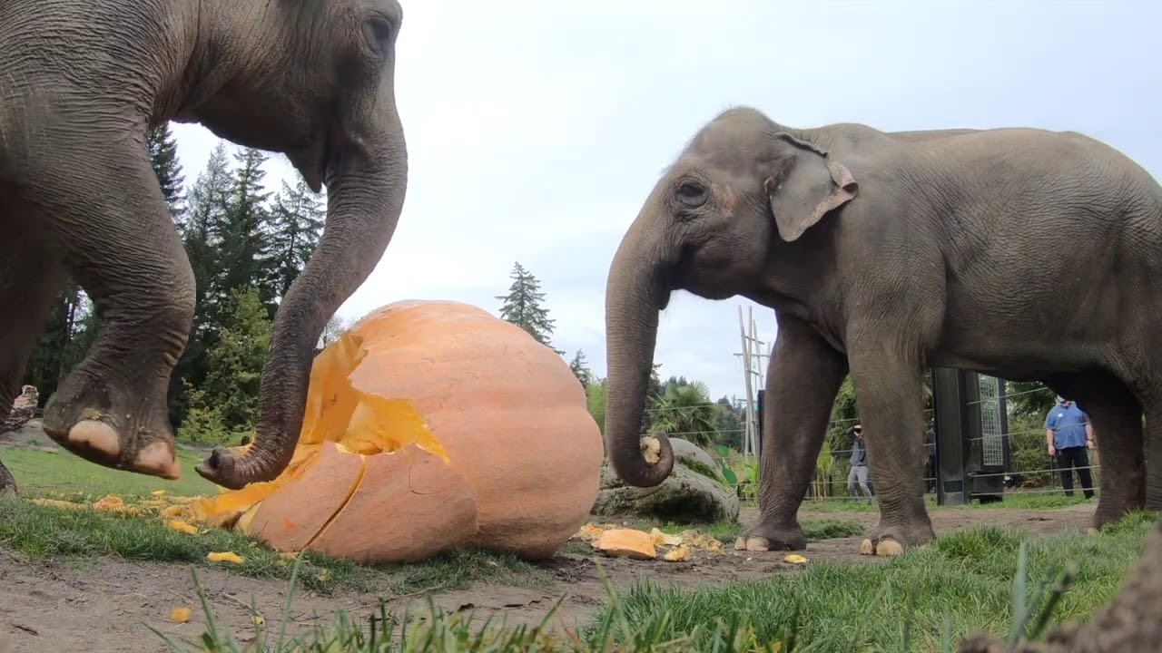 That satisfying crunch when elephants stomp on pumpkins