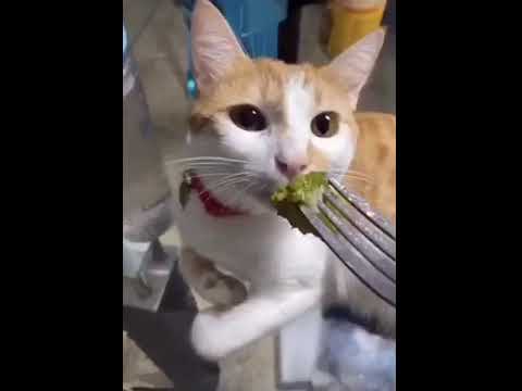 Cat reacts to smell of broccoli.