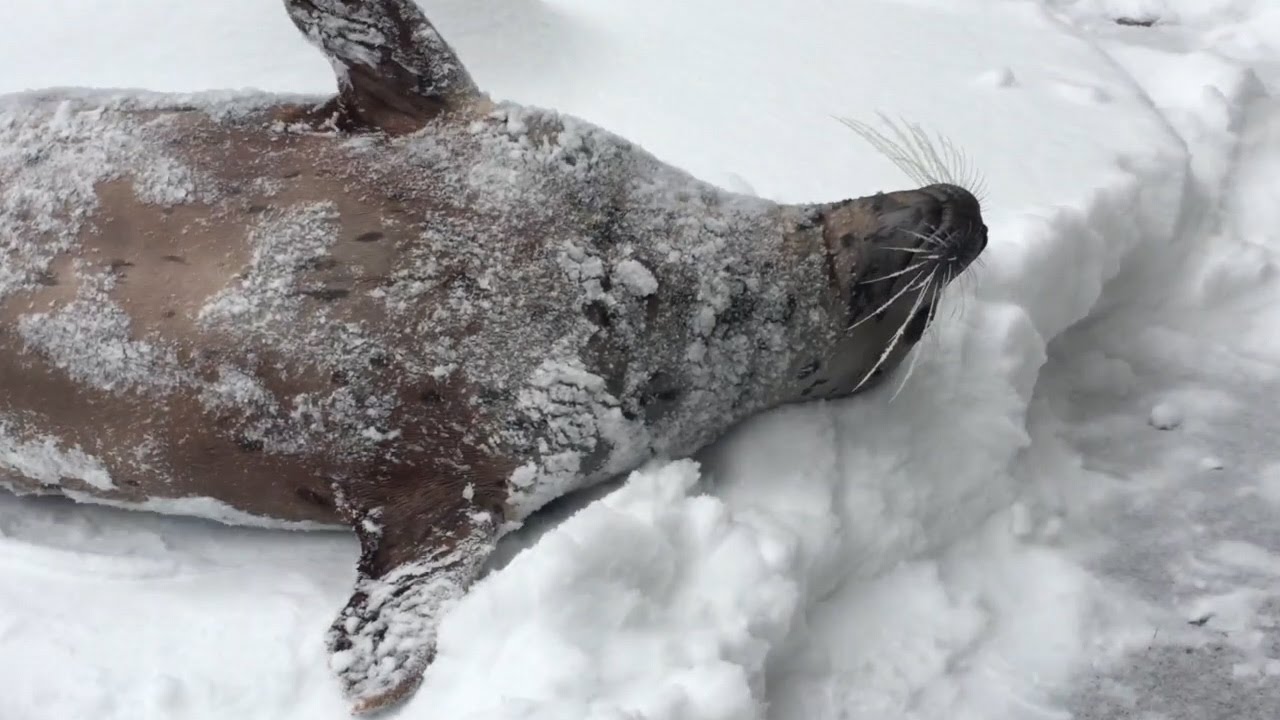 Polar bear enjoys snow day at the Oregon Zoo