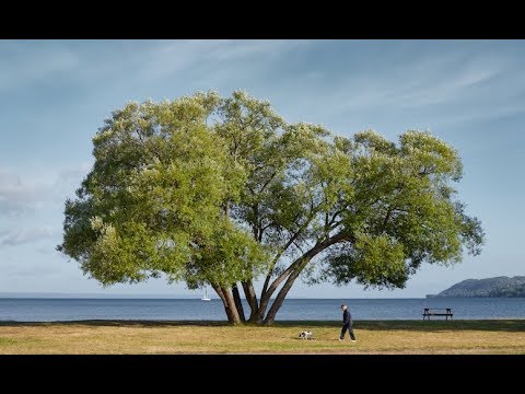 The Broccoli Tree: a thought-provoking parable.