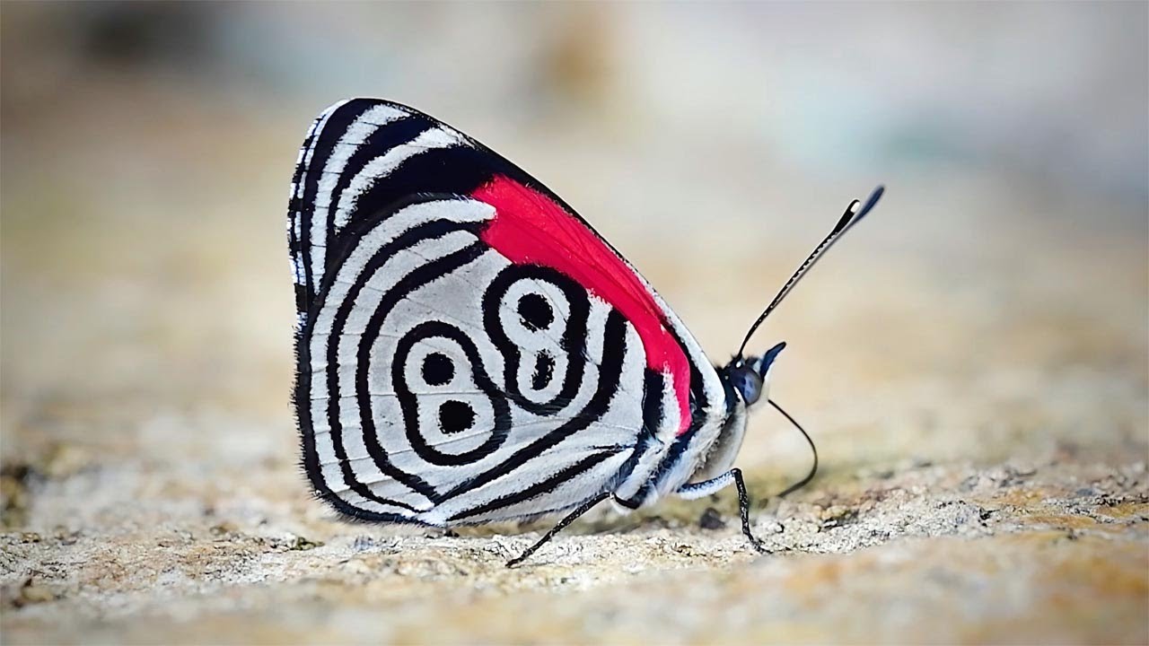 Butterfly's wings marked with number.