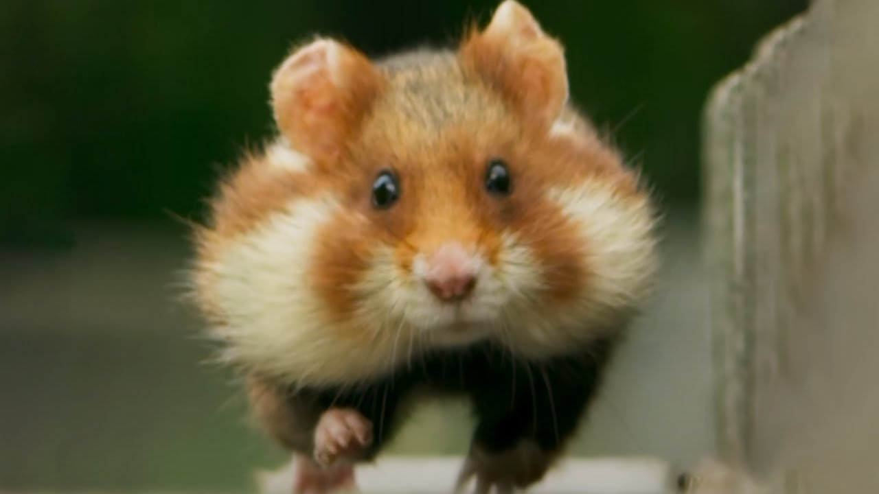 European hamster out for a stroll