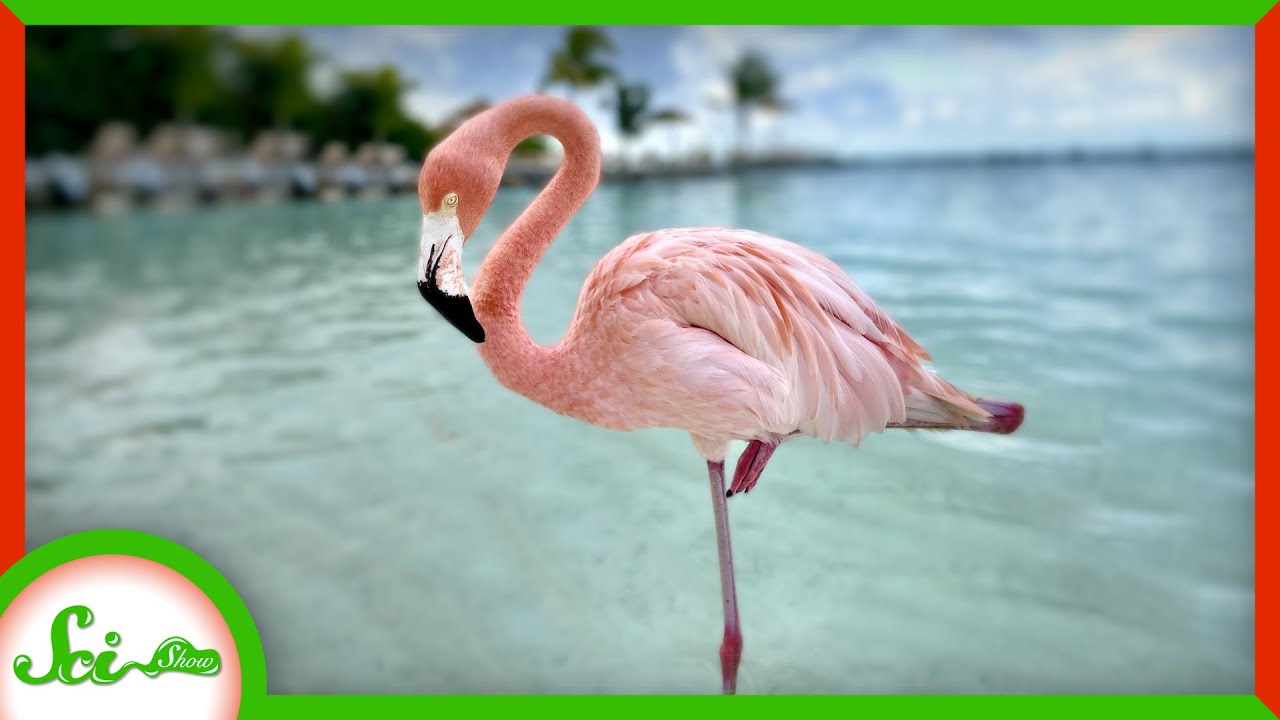 flamingo with one leg