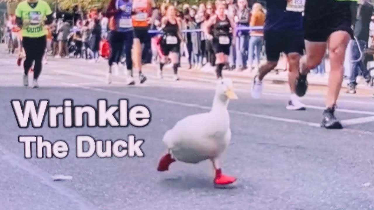 Duck runs NYC Marathon.