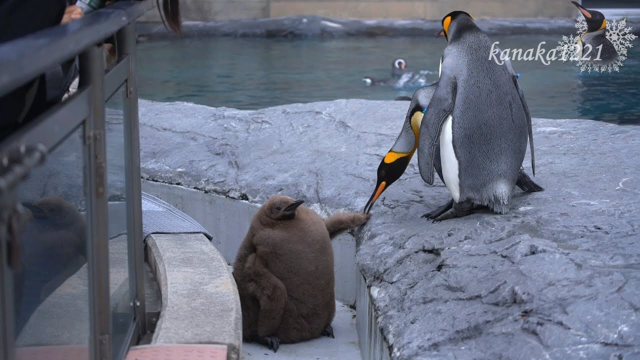King penguin chick deals with zoo bullies.