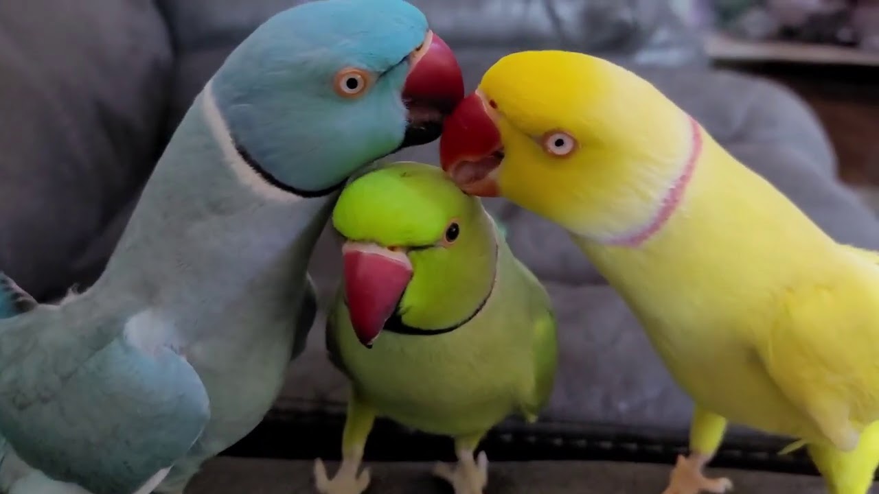 chatterbox parrots