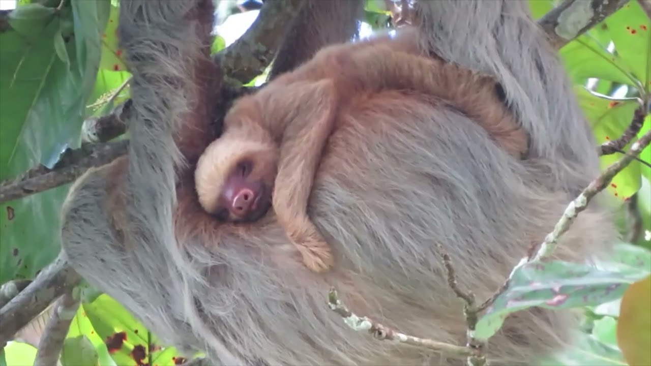 Baby sloth perfectly content clinging to mom.