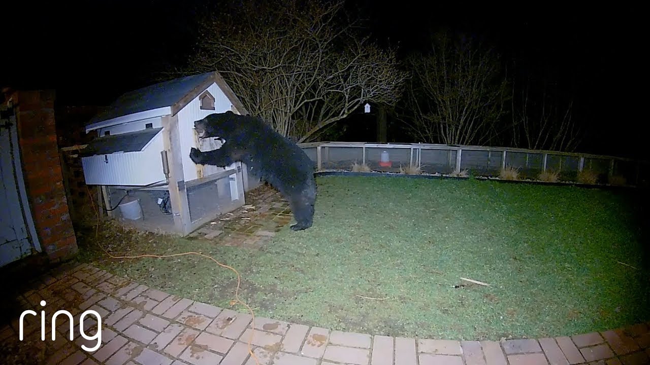 Bear messes with wrong chicken coop.