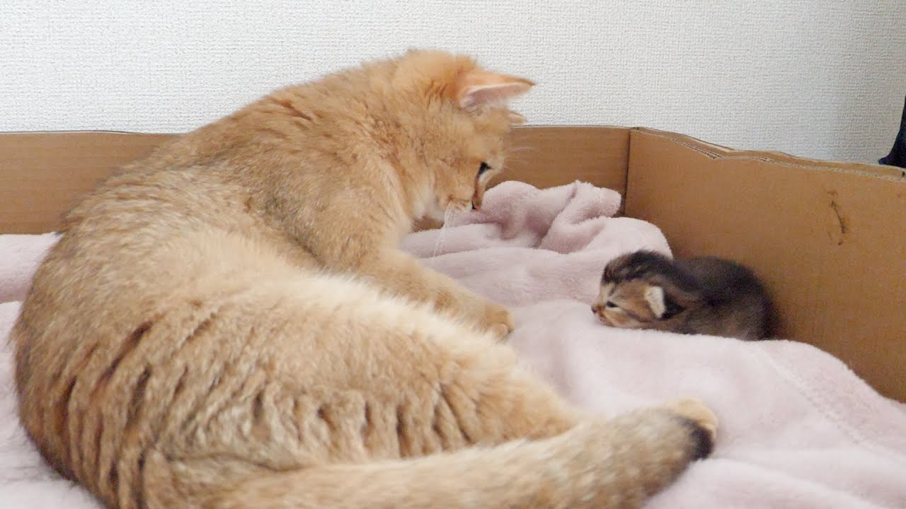 Kitten's eyes open for the first time.