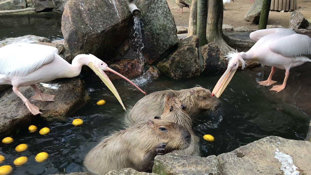 When You Mix Capybaras And Pelicans.