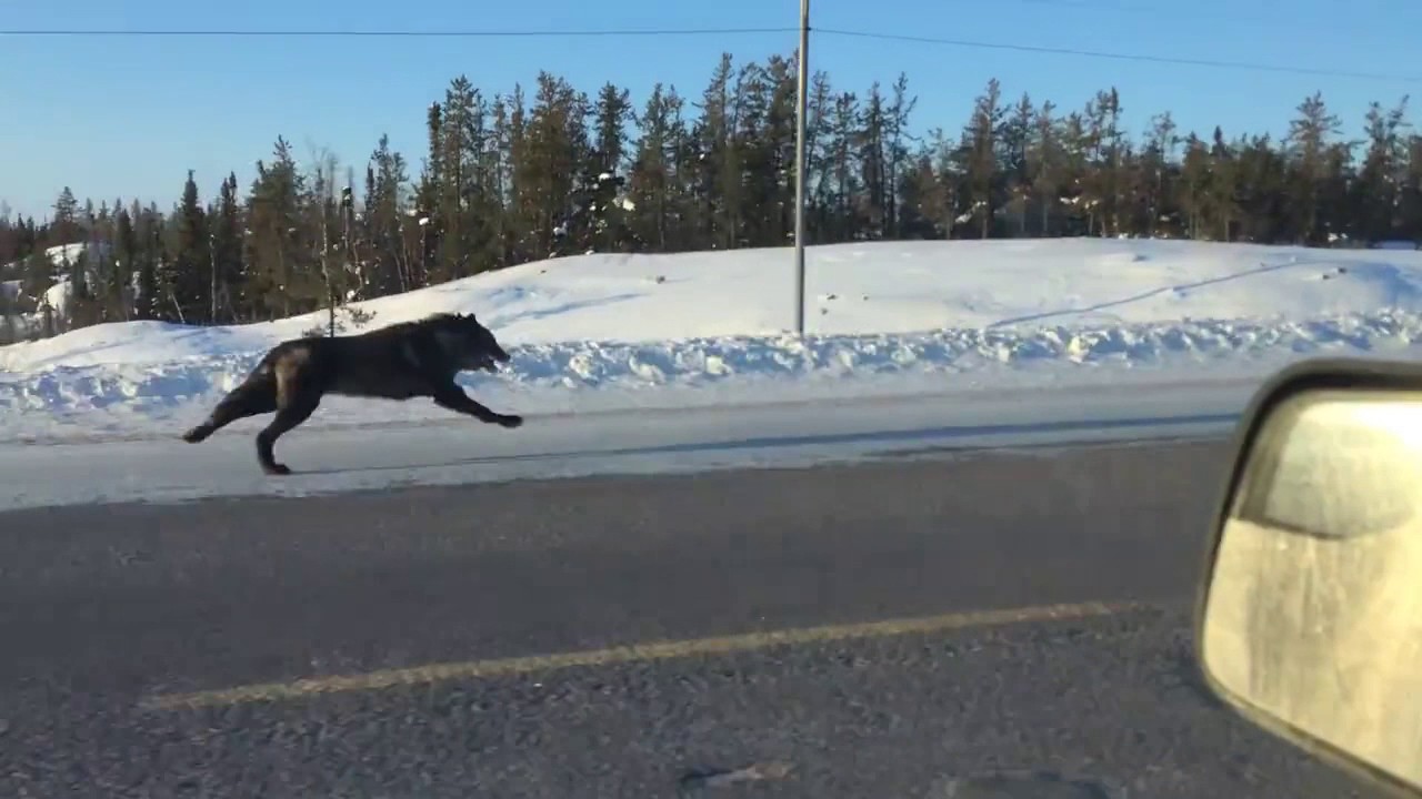 Максимальная скорость волка. Огромный волк на дороге. Гигантский волк на дороге. Волк бежит по дороге.