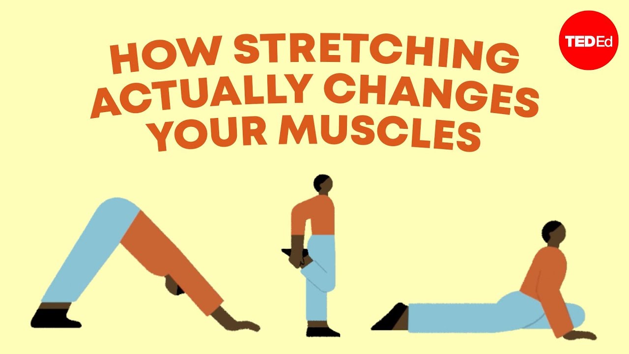 how-stretching-actually-changes-your-muscles