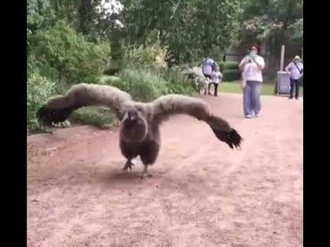 The Andean Condor Vulture.