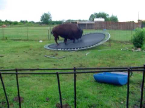 Bison jumping on a trampoline.