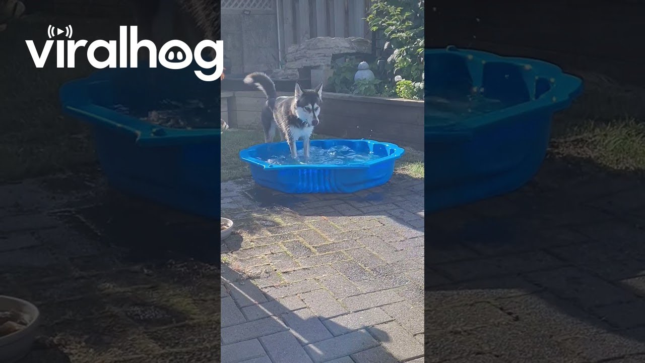 Dog meets paddle pool for first time.