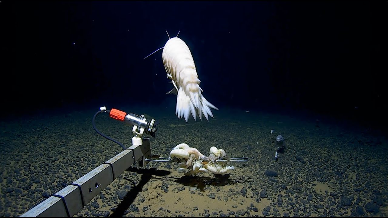 Giant discovery in the Tonga trench.